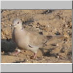 Red colared dove 2.jpg